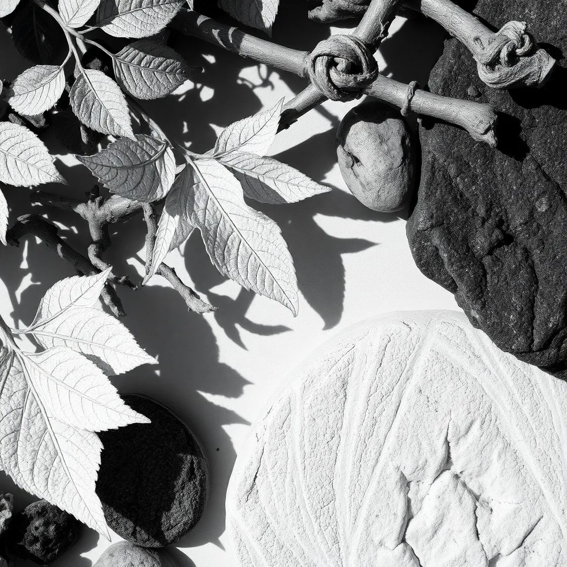 Abstract Monochrome Patterns in Nature
