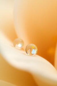 Close-Up of Dew on Flower Petals – free AI stock image
