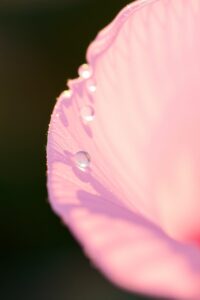 Close-Up of a Dew-Kissed Flower Petal – free AI stock image