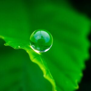 Close-Up of a Raindrop on Leaf – free AI stock image