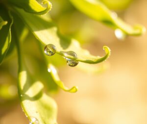 Close-Up of Dew Drops on Leaves – free AI stock image
