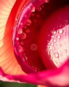 Close-Up of Dew-Kissed Flower Petals – free AI stock image