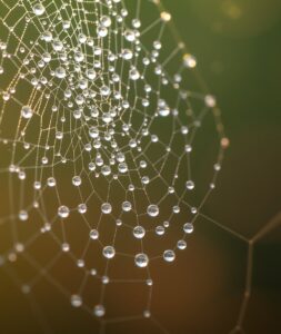 Close-Up of Dew-Kissed Spiderweb – free AI stock image