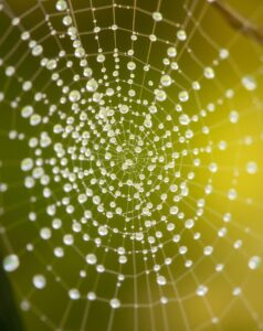 Close-Up of Dewy Spider Web – free AI stock image