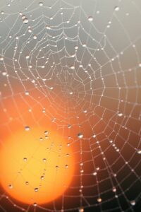 Close-up of Dewy Spider Web at Dawn – free AI stock image