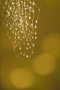 Close-Up of Dewy Spiderweb at Dawn – free AI stock image