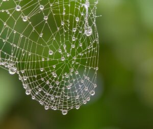 The Delicate World of a Dewy Spiderweb – free AI stock image