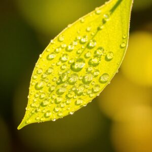 Dew Drops on Vibrant Green Leaf – free AI stock image