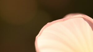 Dew-Kissed Flower Petal Close-Up – free AI stock image