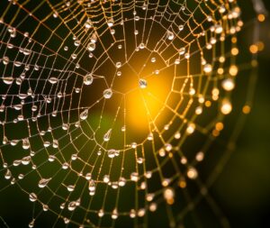 Dew-Laden Spider Web in Morning Light – free AI stock image