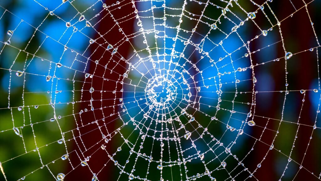 Dewy Spider Web in Morning Light 6lI – free AI stock image