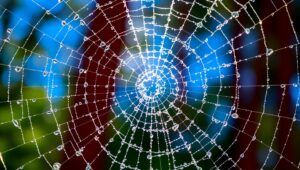Dewy Spider Web in Morning Light 6lI – free AI stock image