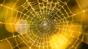 Dewy Spider Web Macro Magic – free AI stock image
