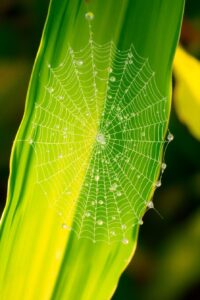 Dewy Spider Web on a Leaf – free AI stock image