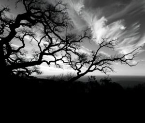 Elegant Monochrome Landscape with Silhouetted Trees – free AI stock image