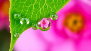 Enchanting Dew Droplets World – free AI stock image