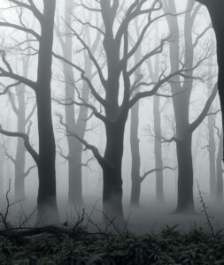 Ethereal Monochrome Misty Forest – free AI stock image