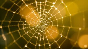 Glimmering Spider Web Details – free AI stock image