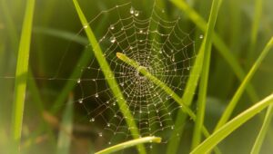 Glistening Dew on Spider – free AI stock image