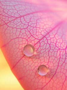 Intricate Detail of a Flower Petal – free AI stock image