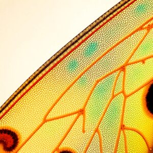 Intricate Details of a Butterfly Wing – free AI stock image