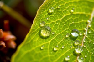 Intricate Details of a Dew-Kissed Leaf – free AI stock image