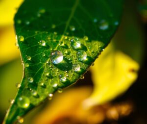 Intricate Details of a Dew-Kissed Leaf – free AI stock image