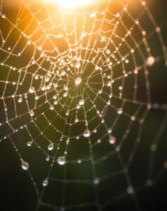 Intricate Details of a Dewy Spider Web – free AI stock image