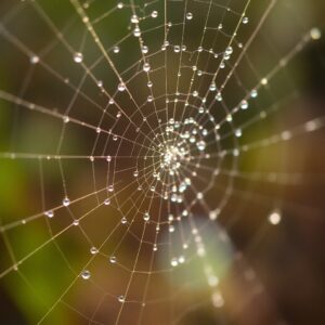 Intricate Details of a Dewy Spiderweb – free AI stock image