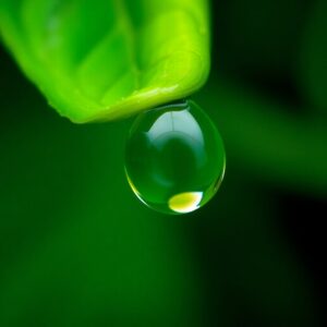 Intricate Details of a Raindrop on Leaf – free AI stock image