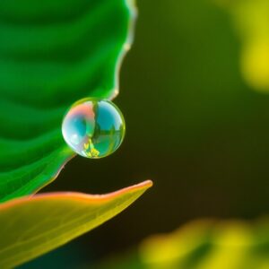 Intricate Details of a Water Droplet – free AI stock image
