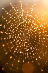 Intricate Details of Dew-Kissed Spider Web – free AI stock image