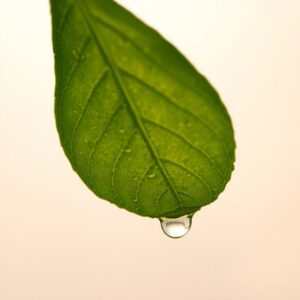 Intricate Patterns of a Dew-covered Leaf – free AI stock image