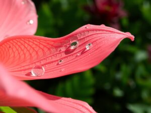 Intricate Patterns of a Flower Petal – free AI stock image