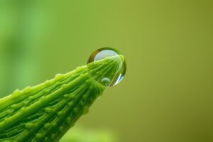 Intricate Patterns of a Raindrop – free AI stock image