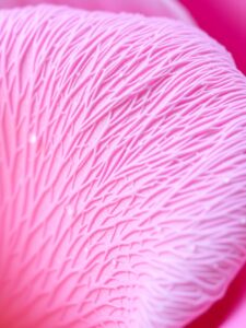 Intricate Patterns of Nature Under a Microscope – free AI stock image