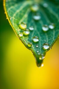 Intricate World of a Dew-Kissed Leaf – free AI stock image