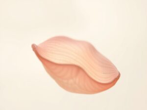 Intricate World of a Flower Petal – free AI stock image
