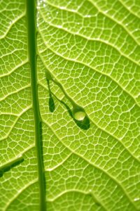 Intricate World of a Leaf’s Veins – free AI stock image