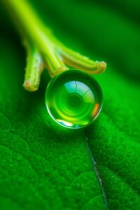 Intricate World of a Raindrop – free AI stock image