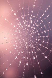 Intricate World of Dewy Spider Silk – free AI stock image