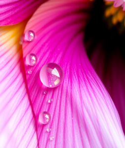 Intricate World of Flower Petals – free AI stock image