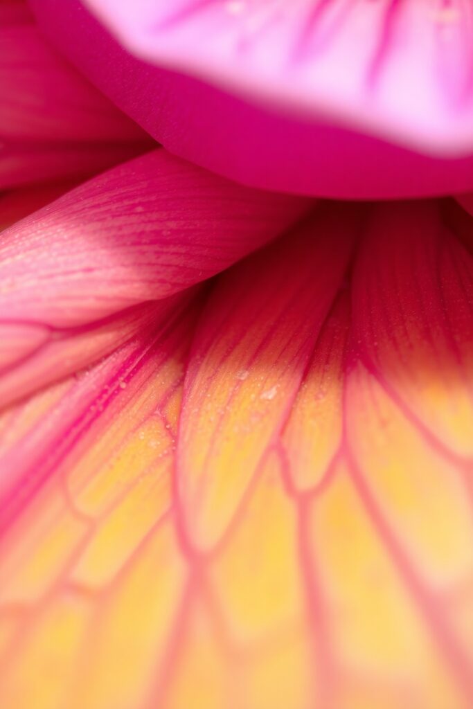 Intricate World of Flower Petals – free AI stock image