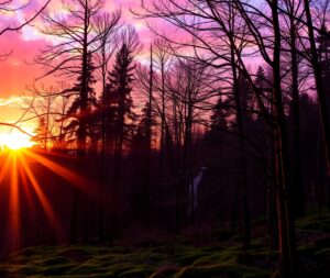 Lush Forest Under a Glorious Sunset – free AI stock image
