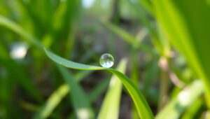 Macro Beauty of Nature’s Dewdrop – free AI stock image