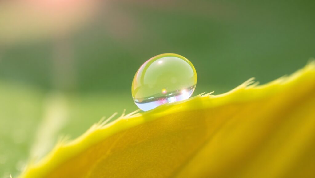 Macro Dewdrop Reflection – free AI stock image