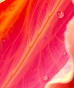 Magnified Beauty of a Flower Petal – free AI stock image