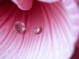 Magnified Beauty of a Flower Petal – free AI stock image