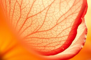 Magnified Beauty of a Flower Petal – free AI stock image