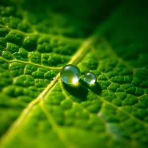 Magnified Droplets on a Leaf Surface – free AI stock image